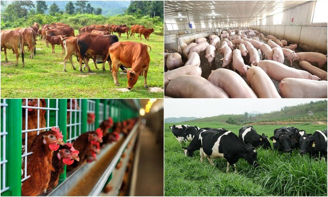 Đẩy mạnh việc áp dụng các biện pháp kỹ thuật thực hiện chăn nuôi an toàn sinh học 